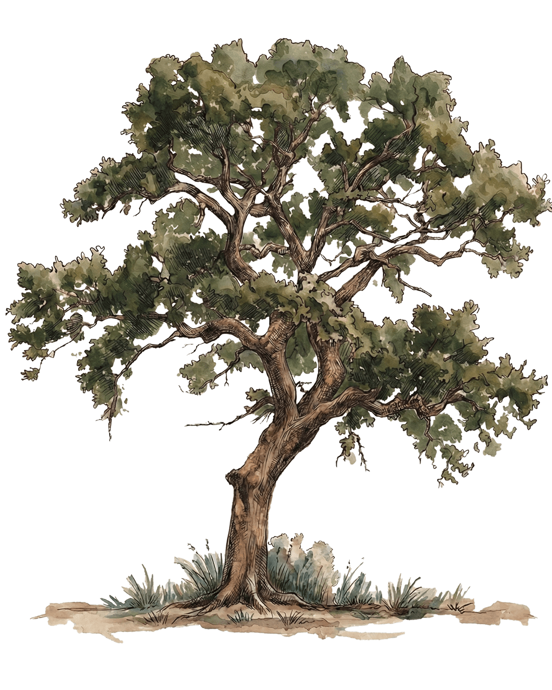 tree in savannah georgia